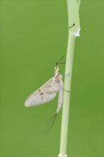 Mayfly (Ephemera glaucops)
