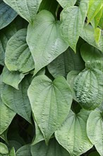 Fourleaf Yam or Wild Yam (Dioscorea villosa)