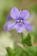Early Dog-violet (Viola reichenbachiana
