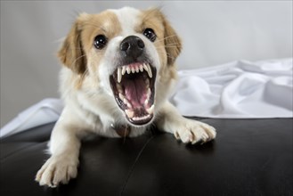 Jack Russell Terrier mix baring its teeth