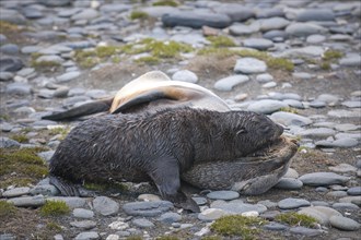 Antarctic Fur Seals (Arctocephalus gazella)