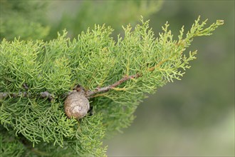 Mediterranean Cypress or Pencil Pine (Cupressus sempervirens)