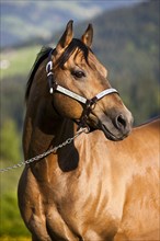 Quarter Horse wearing a show halter