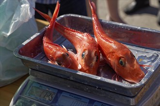 Fish on scales, Marseille