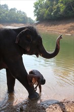 Mahout cleaning an Asian Elephant's leg (Elephas maximus)