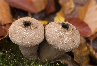 Common Puffball or Devil's Snuffbox (Lycoperdon perlatum) in autumn