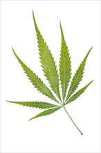 Marijuana leaf (Cannabis sativa)