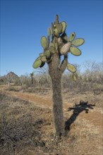 Giant Prickly Pear cactus (Opuntia sp.)