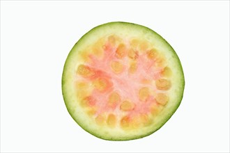 Apple Guava or Common Guava (Psidium guajava)