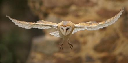 Barn Owl (Tyto alba) in flight
