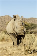 White Rhinoceros (Ceratotherium simum)