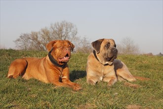 Dogue de Bordeaux or Bordeaux Mastiff and a Cane Corso Italiano lying on a meadow