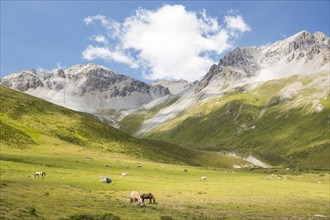Livestock grazing on the Alp Astras