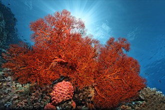 Knotted Fan Coral (Melithaea ochracea)