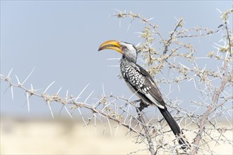 Eastern Yellow-billed Hornbill (Tockus flavirostris) perched on a thorny acacia branch