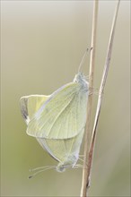 Small White or Cabbage White butterflies (Pieris rapae)