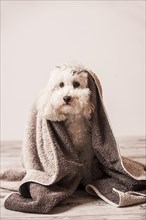 Dirty toy poodle wrapped in a towel