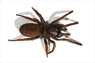 Sydney Brown Trapdoor Spider (Misgolas rapax)