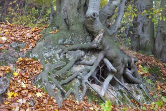 Tree roots of a Beech (Fagus sp.)