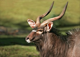 Nyala Antelope (Tragelaphus angasii)