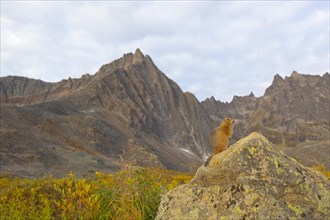 Arctic Ground Squirrel (Urocitellus parryii) on a rock