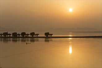 Bullock carts crossing the Yamuna river on a dam at sunrise