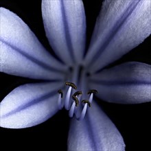 Close up of blue Agapantha (Agapanthus africanus) blossom