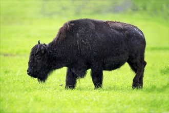 Wood bison (Bison bison athabascae) adult