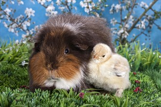 Swiss Teddy guinea pig and Brahma chick