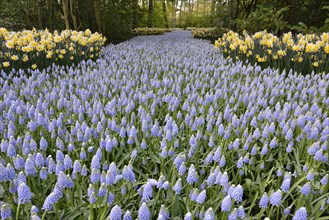 Grape Hyacinths (Muscari botryoides) and daffodils (Narcissus hybrids) in Keukenhof