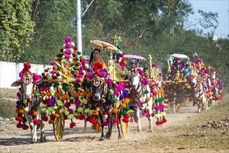 Festively decorated oxen carts