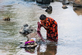 Indian woman washing clothes in a river