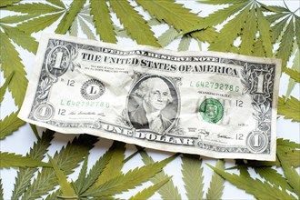 A wrinkled United States dollar bill and marijuana leaves