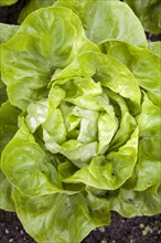 Fresh green Lettuce (Lactuca sativa) head