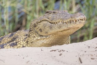 Nile Crocodile (Crocodylus niloticus) at the Zambezi river
