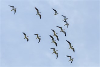 Group of Indian Skimmers (Rynchops albicollis) in flight