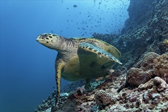 Hawksbill Sea Turtle (Eretmochelys imbricata) swimming over a coral reef
