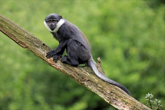 L'Hoest's Monkey (Cercopithecus lhoesti)