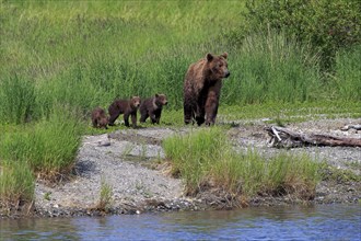 Grizzly Bear (Ursus arctos horribilis) mother with cubs at the water foraging