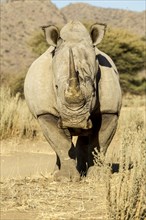 White Rhinoceros (Ceratotherium simum)