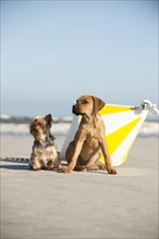 A Yorkshire Terrier and a mixed breed puppy sitting next to a buoy at the beach