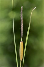 Lesser Bulrush (Typha angustifolia)