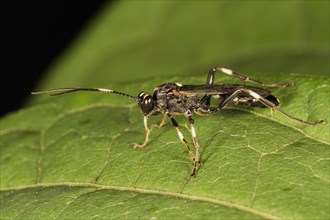 Ichneumon wasp (Achaius oratorius)