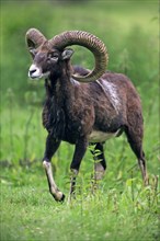 Mouflon (Ovis ammon musimon)