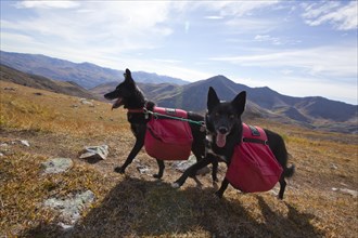 Two Alaskan Huskies as pack dogs