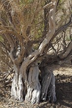 Saxaul tree (Haloxylon sp.)