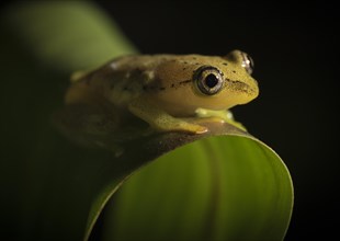 Betsileo reed frog (Heterixalus betsileo)