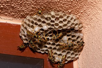 European paper wasps (Polistes dominula)