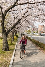 Tourist rides bicycle under blossoming cherry trees