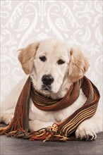 Golden Retriever dog wearing a scarf